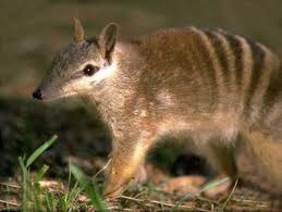 Tigre de tasmanie, le plus gros mammifère du monde, n'existe plus